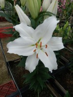 [4286 Severn Mak No02.JPG]